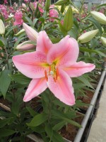 [1888 Bonnard VH No01.JPG]